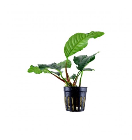 Anubias Barteri, 1 vnt. (užsakoma prekė)